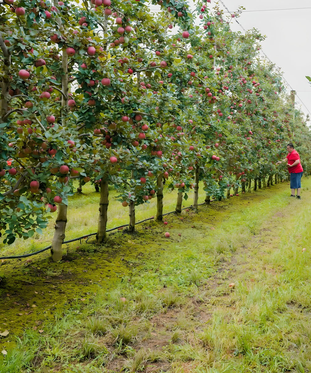 bilpin apple landtours motorcycle australia adventure