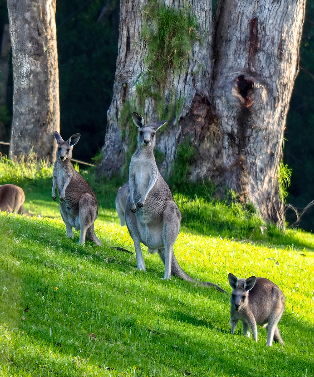 kangaroo valley australian motorcycle tours and rentals xpert moto